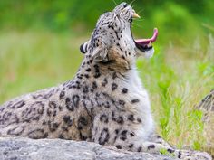 a snow leopard yawns while sitting on a rock