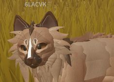 a cat is standing in tall grass with the caption glacvk