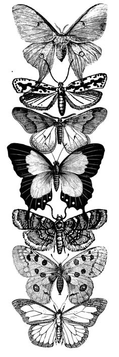 an image of butterflies and moths in different stages of flight, vintage line drawing or engraving