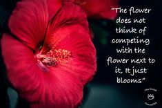 a red flower with a quote on it that says the flower does not think of connecting with the flower next to it, it just blooms