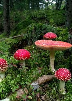 several red mushrooms are growing on the ground