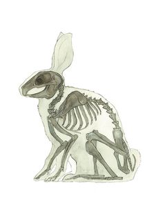 a drawing of a rabbit skeleton sitting down