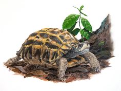 a painting of a turtle on the ground next to a leafy plant with leaves