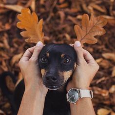 a person holding a small dog with leaves on it's head in front of their face