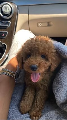 a small brown dog sitting on top of a person's lap in a car