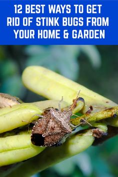 a bunch of bananas that are sitting on top of each other with the words 12 best ways to get rid of stink bugs from your home & garden