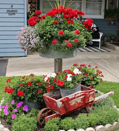 a wheelbarrow filled with red and white flowers next to a garden in front of a blue house