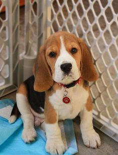 a beagle puppy sitting in front of a fence