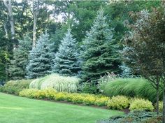 a lush green lawn surrounded by trees and bushes