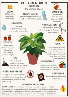 the houseplant guide for beginners to learn how to care for your houseplant