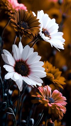 some white and brown flowers are in the middle of an orange flower field with red centers