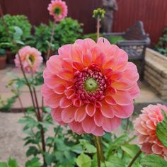 a pink flower with green leaves in the foreground and a red building in the background