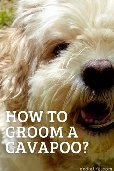 a close up of a dog with the words how to groom a cavapoo