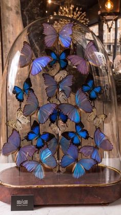 a display case with blue butterflies in it