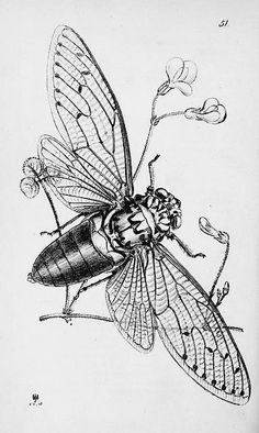 a drawing of a bug with flowers on it's back legs, and wings