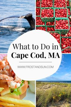 what to do in cape god, ma with pictures of food and the ocean behind it