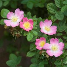 pink and white flowers with green leaves in the background