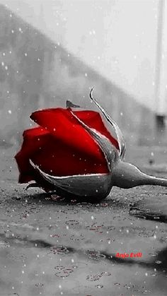 a single red rose sitting on the ground in the rain with it's petals still open