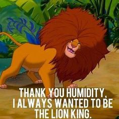 a lion with the caption that reads, my hair this summer thank you humidiity i always wanted to be the lion king