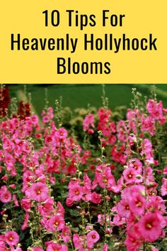 pink flowers with the words 10 tips for heavenly hollyhock blooms in front of them