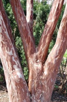 a tree with brown and white leaves in a park area next to shrubbery on the other side