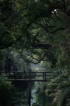 a man walking across a bridge over a river in the middle of a lush green forest