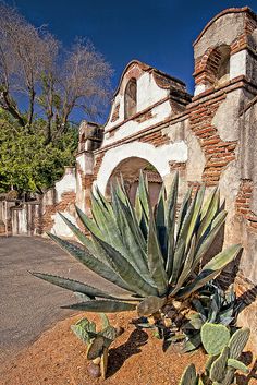 an old building with a cactus in the foreground