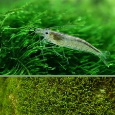 two pictures of an aquarium with algae and moss growing on the bottom, one showing shrimp