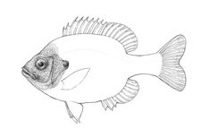 a drawing of a fish on a white background