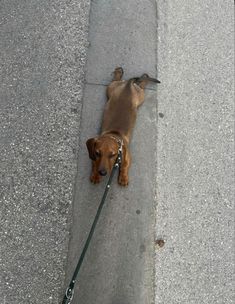 a brown dog is tied to a leash on the sidewalk with his head tilted down