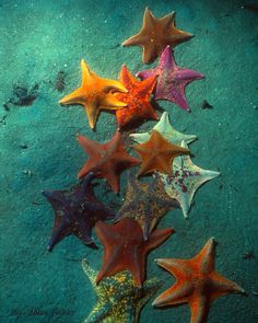 five starfishs are laying on the sand