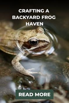 a frog sitting on top of a rock with the caption reading crafting a backyard frog haven read more