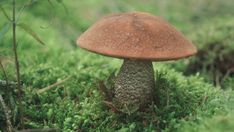 a brown mushroom sitting on top of a lush green field