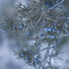 blue berries are growing on the branches of a tree with snow in the back ground