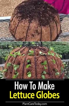 how to make lettuce globes in the garden with text overlay that reads, how to make lettuce globes