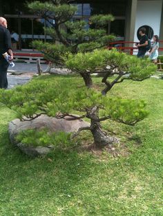 a bonsai tree in front of a building with people looking at it and taking pictures