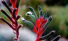 some red and green plants with small white flowers