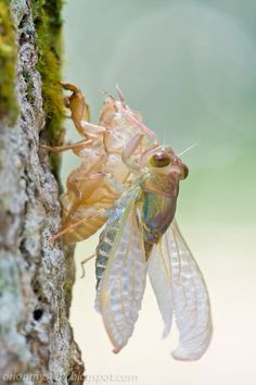 two cicadas hanging upside down on the side of a mossy tree trunk