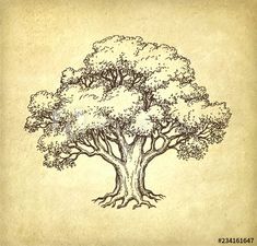 an old paper with a tree drawn on it