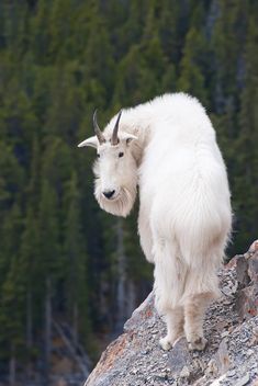 a mountain goat standing on top of a large rock