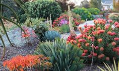 an assortment of colorful plants and flowers in a garden area with gravel, rocks and trees