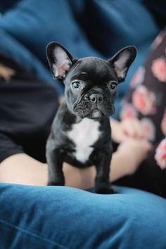 a small black and white dog sitting on top of a person's lap with blue eyes