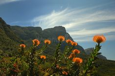 orange flowers in the foreground with mountains and blue sky in the background stock photos