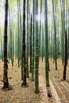 many tall bamboo trees in a forest with sun shining through the leaves and branches on them