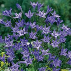 purple flowers are blooming in the garden