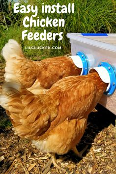 two chickens are pecking at the feeder in front of their house with text overlay that reads easy install chicken feeders