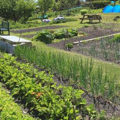 the garden is full of green plants and blue umbrellas in the distance, along with picnic tables