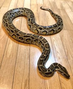 a large snake laying on top of a wooden floor