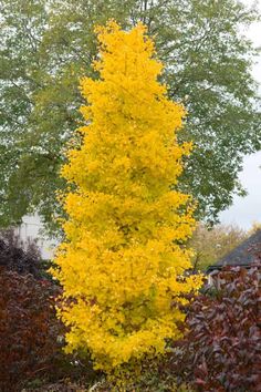 a tall yellow tree sitting in the middle of a garden