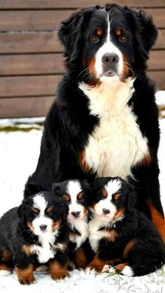 a large black and white dog with four puppies